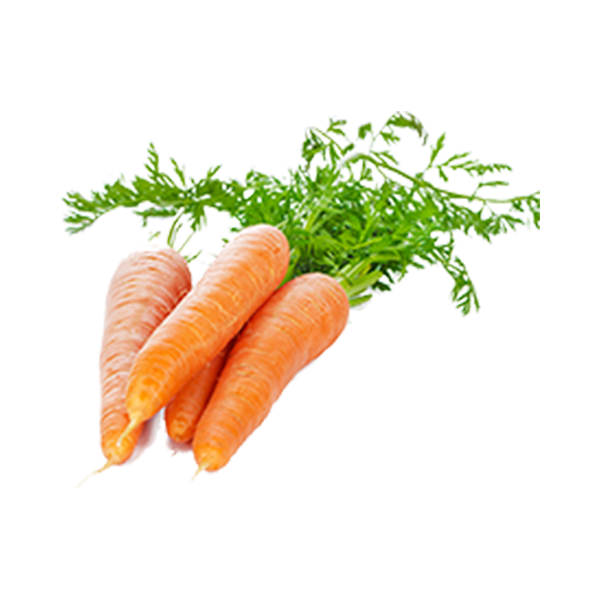 Fresh Carrots